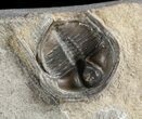 Cluster Of Three Inflated Cryptolithus Trilobites - Pennsylvania #50602-2